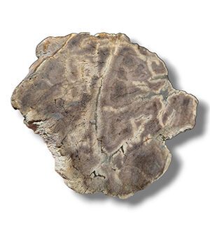 Rare Yemeni Petrified Wood Slice – Unique Fossil Gem - front view