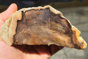 Rare Yemeni Petrified Wood with Natural Grain Pattern