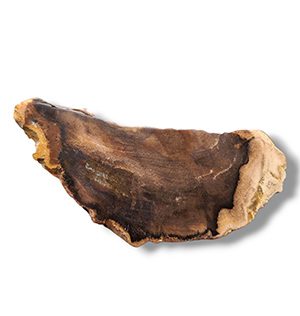 Rare Yemeni Petrified Wood with Natural Grain Pattern